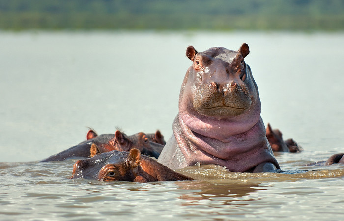 Hippopotamus