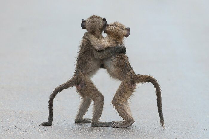 Last Tango By Tony Dilger