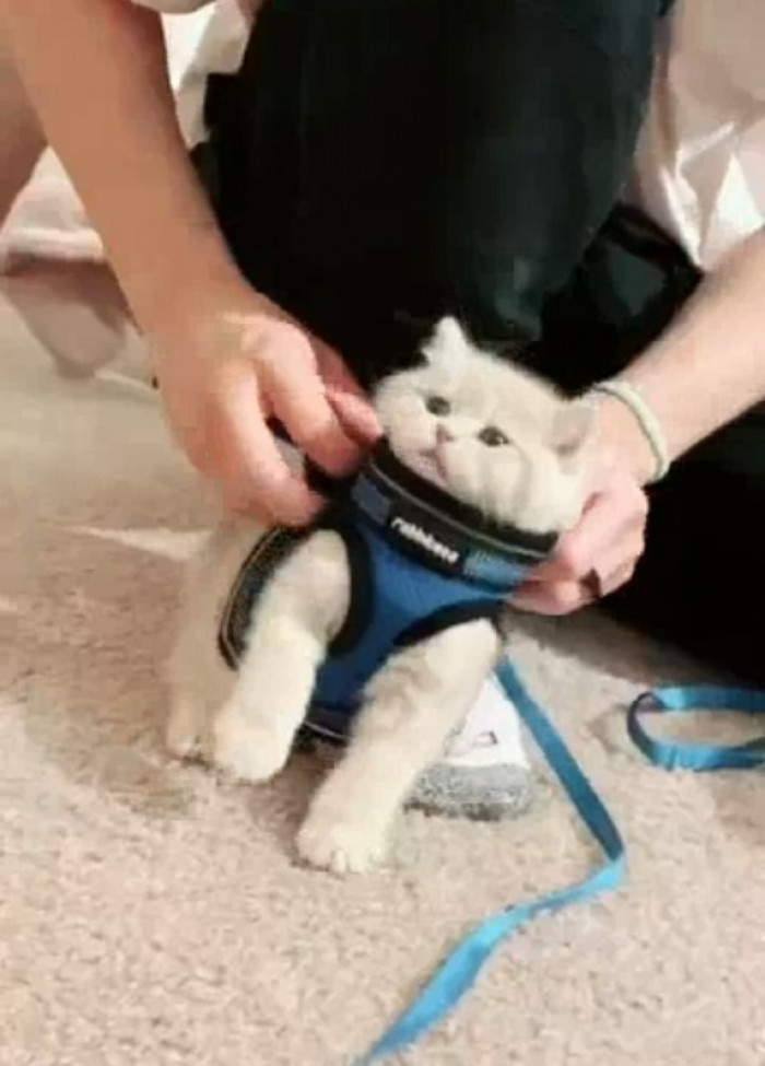 The little egg’s harness has cracked it open.