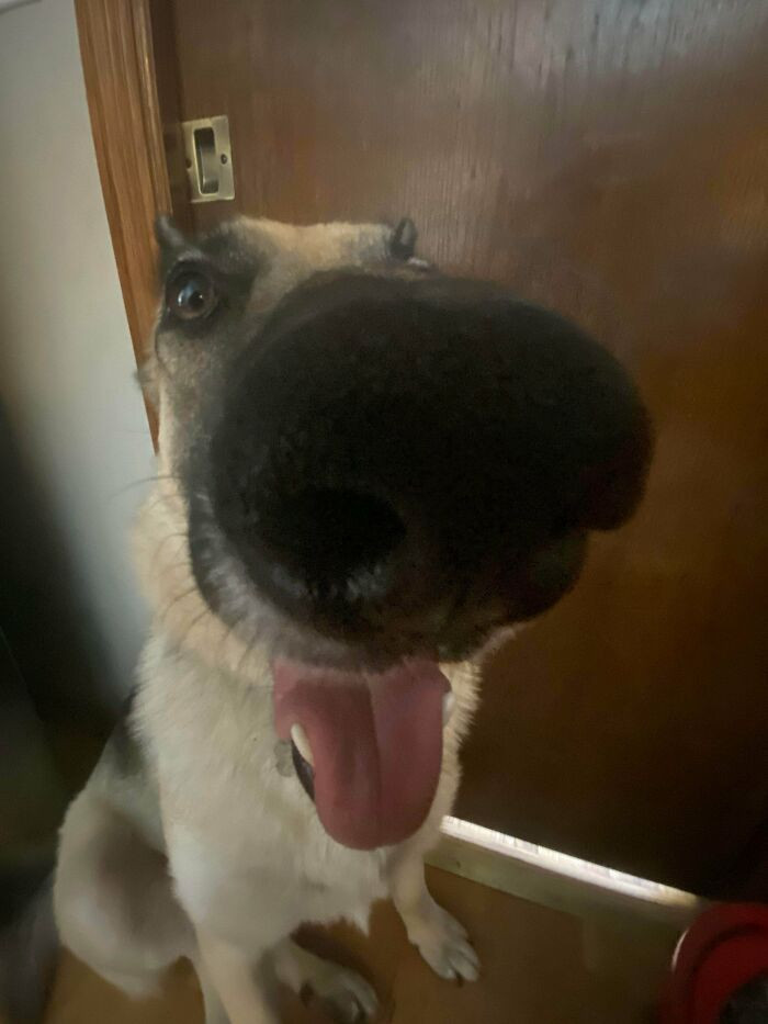 8. Here's a close up snoot for you to boop