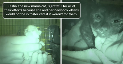 Mama Cat And Her Kittens Are Finally Given Hope For A Good Life Thanks To Kind People