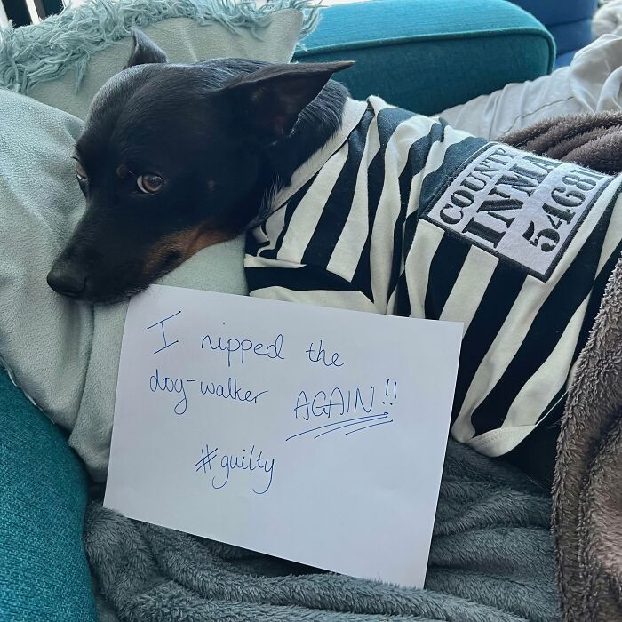 Owner shares a dog’s “nightly castigation” post, captioned racist against mice
