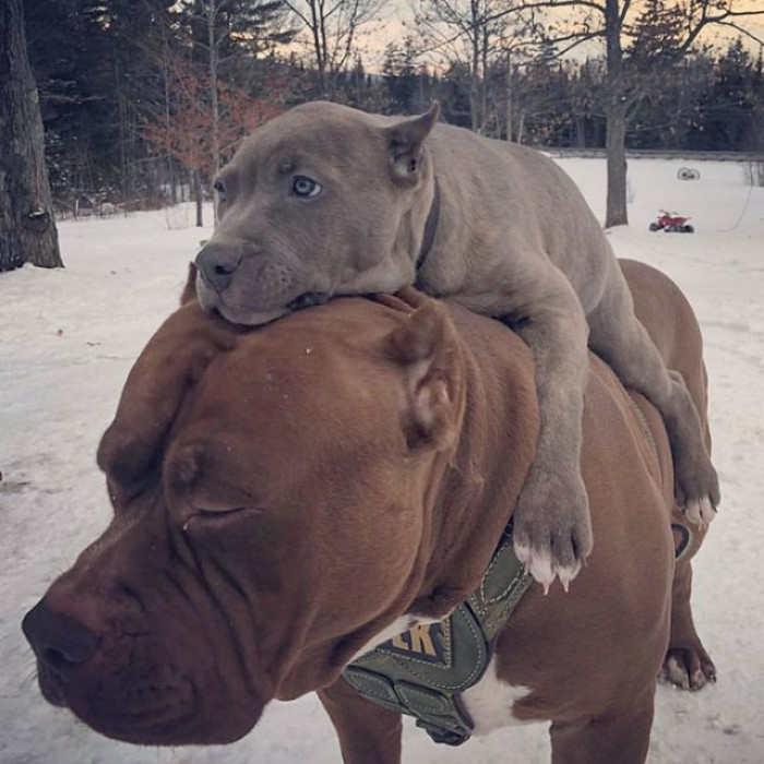 27. When Your Kid No Longer Wants to Walk: