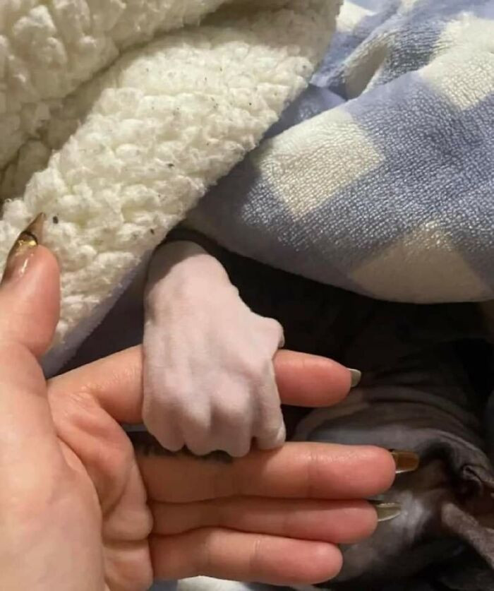 13. This little paw is holding on with the seriousness of someone signing a treaty.