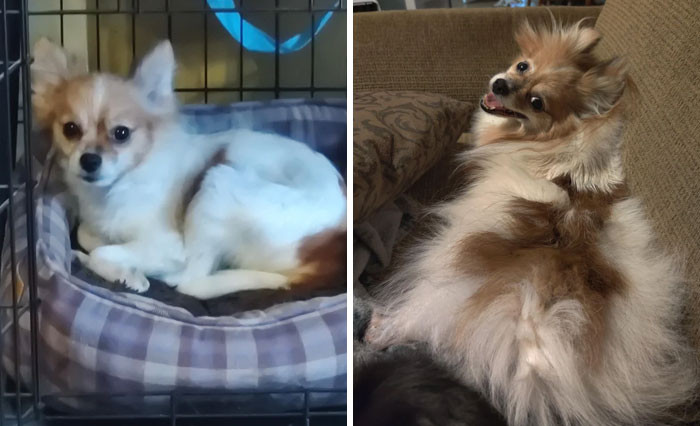 7. Sophie, Age 6, A Puppy Mill Rescue When I Adopted Her vs. Her A Year And A Half Later Full Of Fluff And Mischief