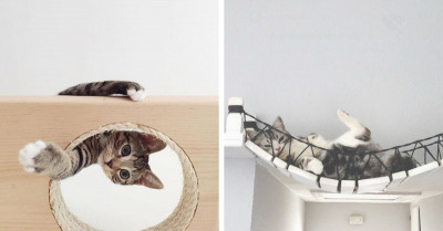 Flexible Furniture Transforms Walls Into Jungle Gyms For Cats While Entertaining Their Playful Instincts