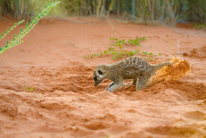 "This Meerkat Is Clearly On A Mission!"
