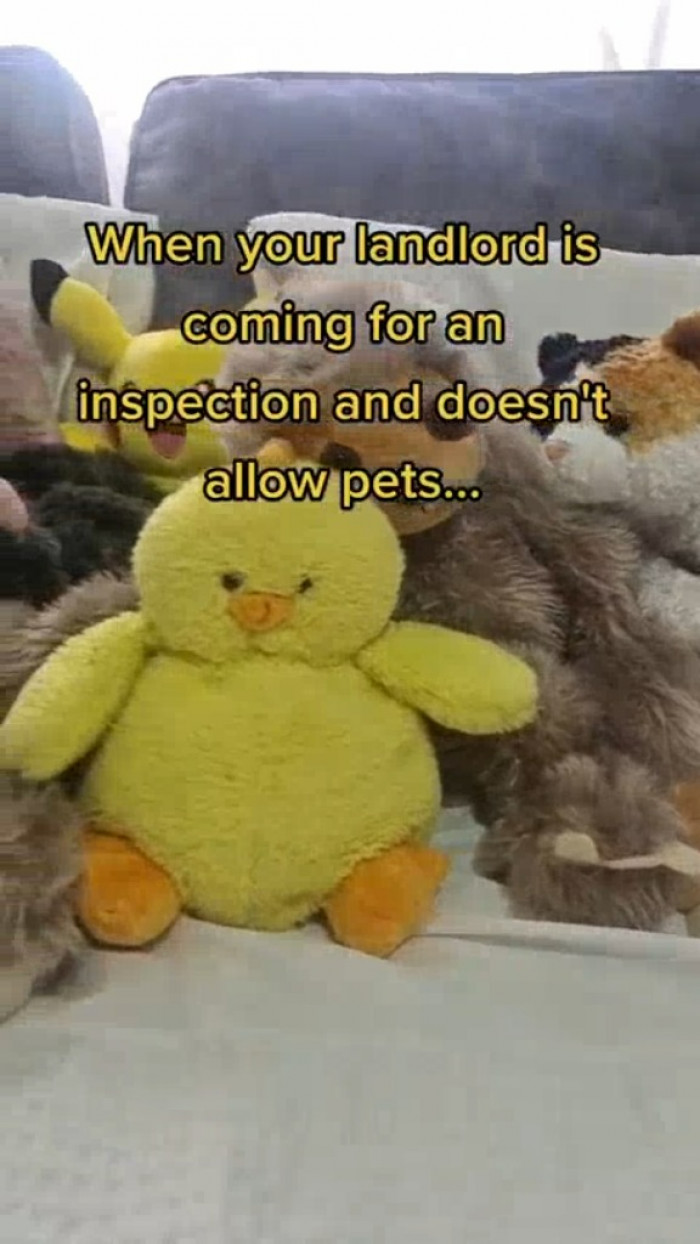 TikTok User Shared a Video of Her Cat Disguising Himself as a Plush Toy