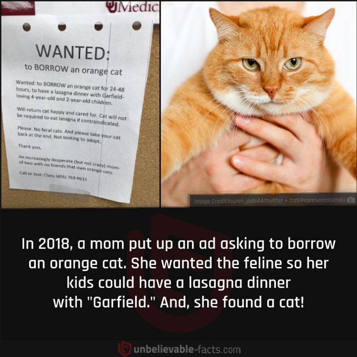 49. She found a cat