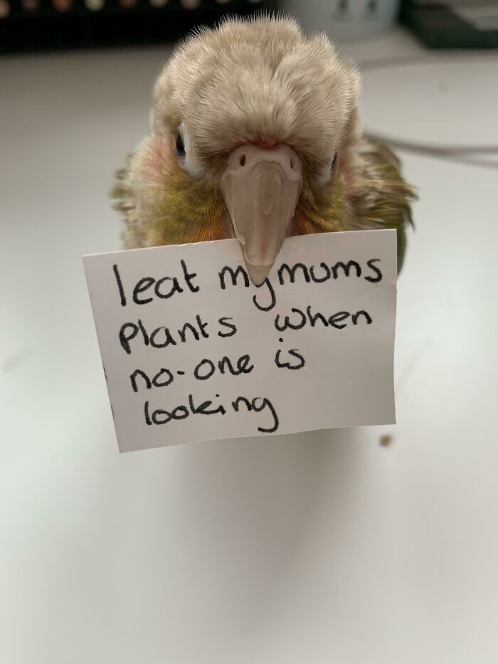 "Shame Bird"