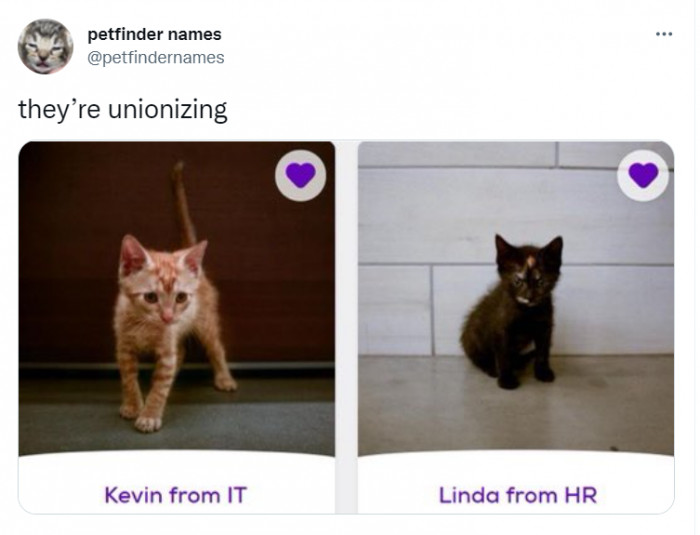 27. Power to the kittens