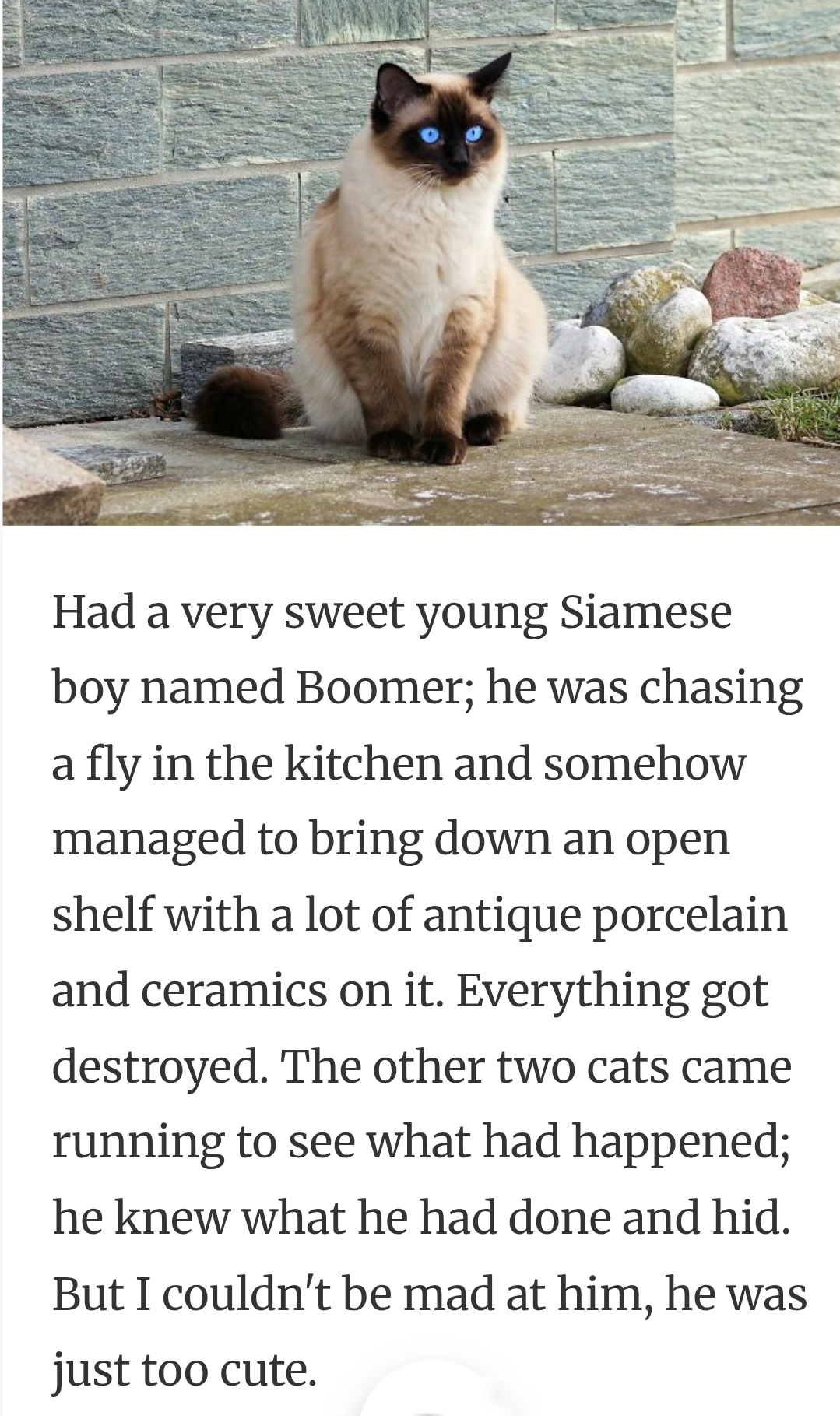 17. A cutie cat