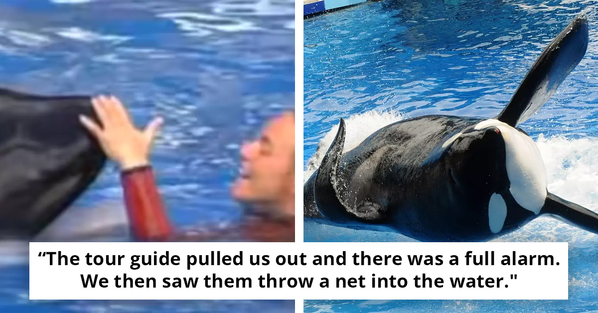 A Look At The Terrifying Moment Orca Came Into View With Trainer In Its Mouth