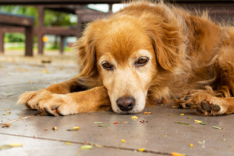 Dogs will try to look for their friend they lost.