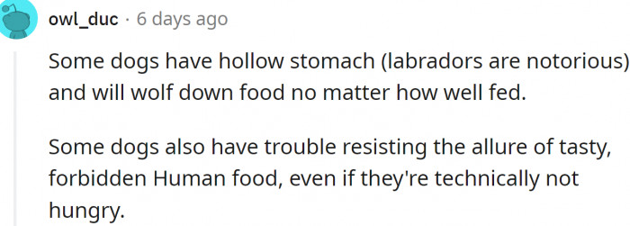 Labs have famous 'hollow stomachs'