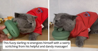 Viral TikTok Video Showing a Cat’s Heartwarming Response to Getting a Massage Will Make You Smile