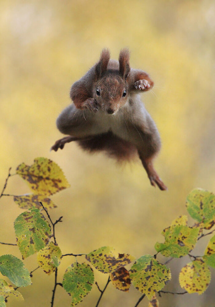 Red Squirrel Captured By Julian Rad