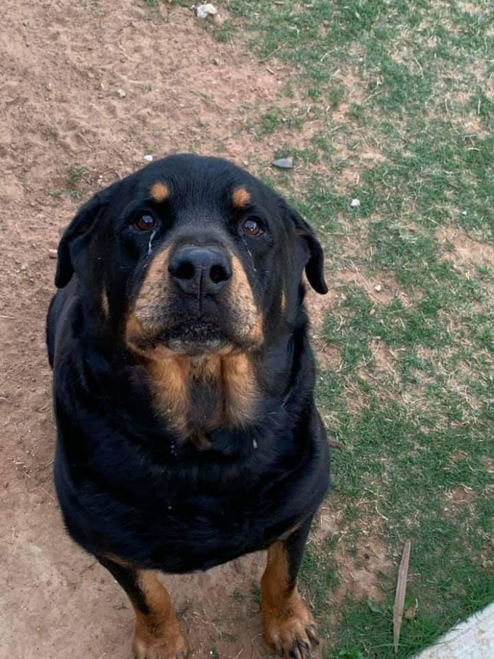 Someone asked OP for dog tax. Here are their pups. This is Robbie who is scared of spoons.