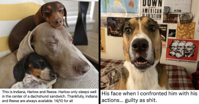 Here Is A Handful of The Funniest Tweets People Sent Out About Their Beloved Pets
