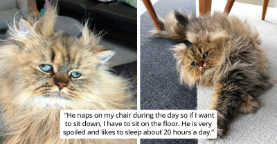 Barnaby The Cat Always Looks Good Thanks To His Amazing Fur