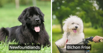 14 Ideal Dog Breeds For When You Need An Overly Affectionate Fur Friend In Your Life