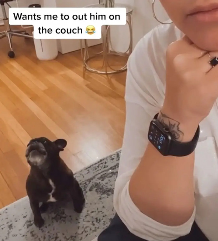 14. The Frenchie refuses to stay on the floor.