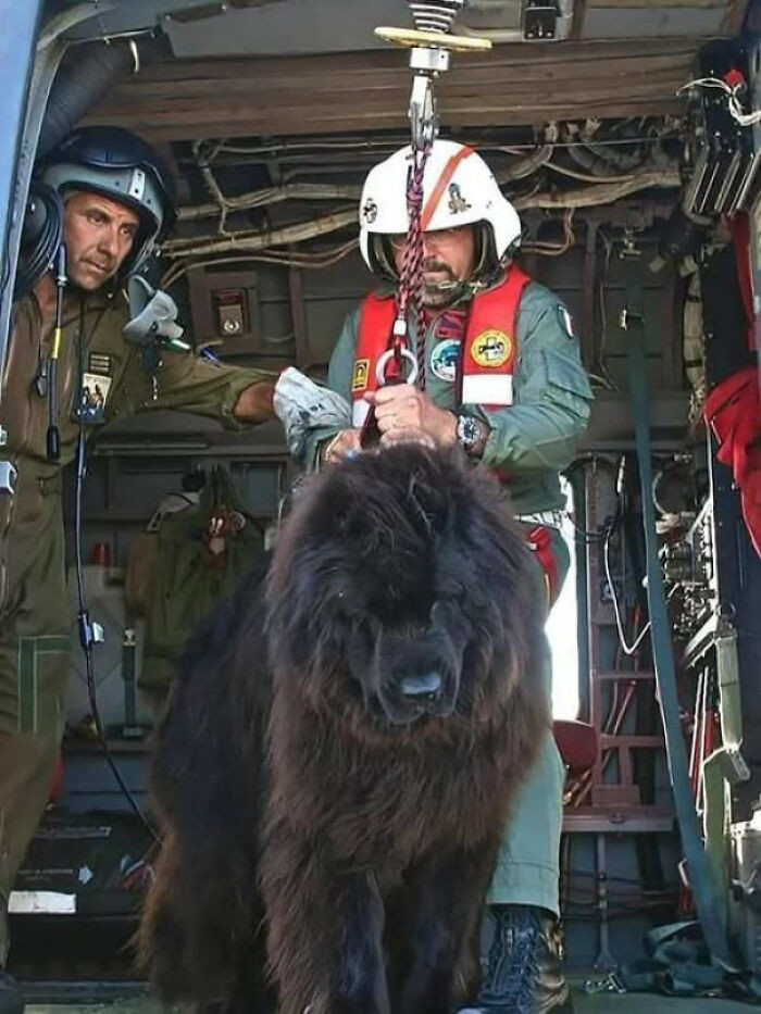 6. Newfoundland dogs serve as vigilant lifesavers along Italy’s shores