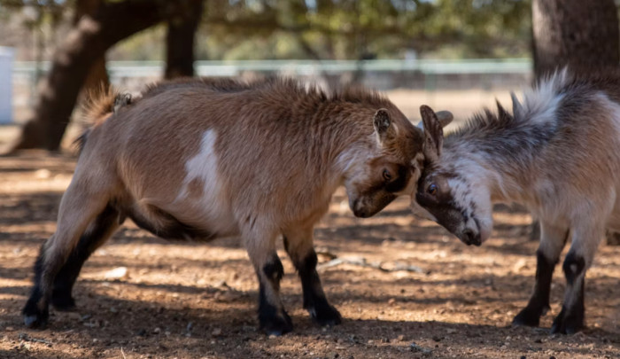 Pygmy and Nigerian Dwarf Goats