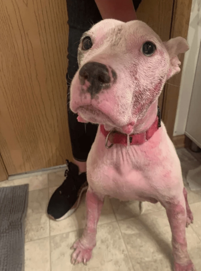 1. "7 months since this sweet baby was rescued and began treatment for hypothyroidism!"