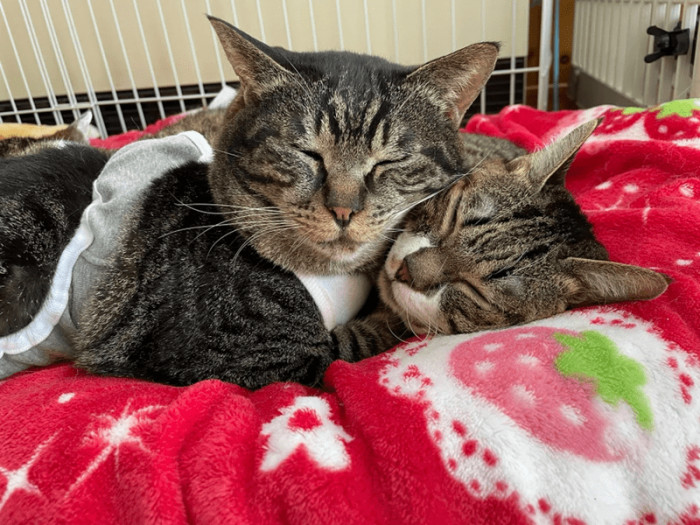 1. They're hugging themselves while sleeping