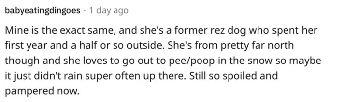 This particular dog has a record of peeing and pooing in the snow.