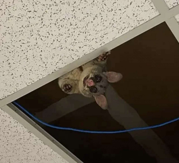 Meet "Bill the Possum"