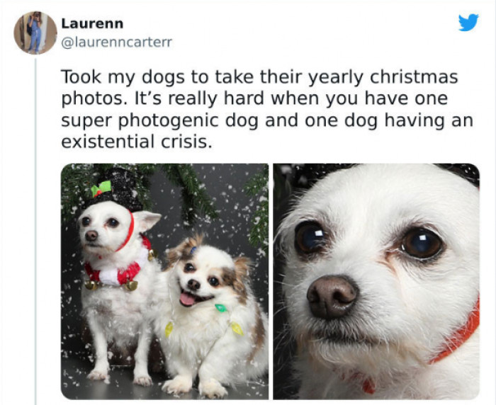 31. "What is the meaning of life?" A dog wonders during a photoshoot.