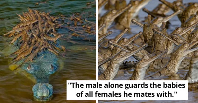 Endangered Crocodile Subspecies Guards His 100 Babies Against Danger By Carrying Them On His Back