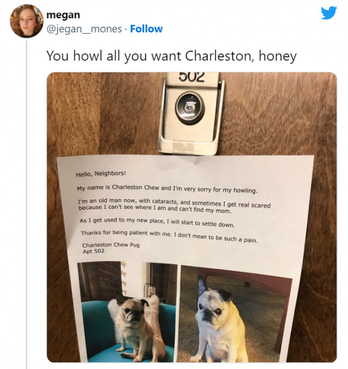 4. This good boy is confused. But he'll get over his confusion soon.