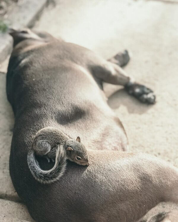 Everly has inherited all those loyal, loving, and nurturing pit bull qualities