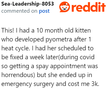 Not spaying the dog could cause health problems.