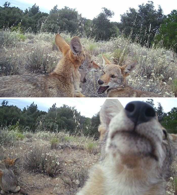 34. Coyote Puppies In Southern California