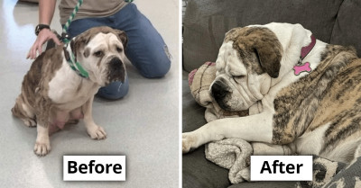 10 Incredible Stories of Dogs Before and After Being Adopted from Shelters That Are Sure to Inspire You