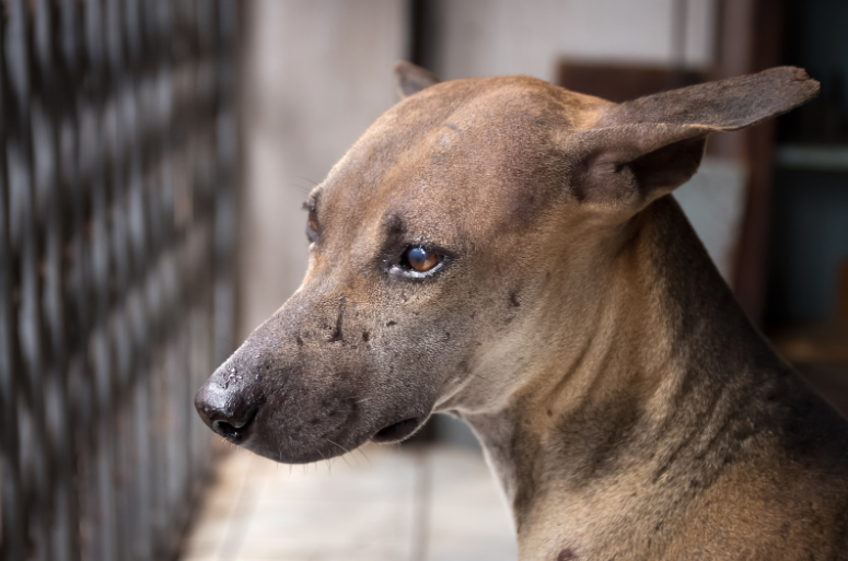 6. How long dogs grieve over a loss.