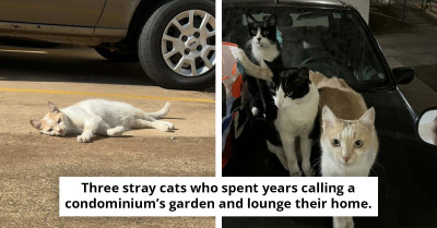 Woman Buys a Car to Shelter Stray Cats