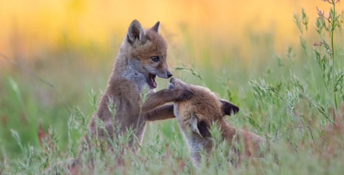 Fox Facts About Their Bodies and Senses