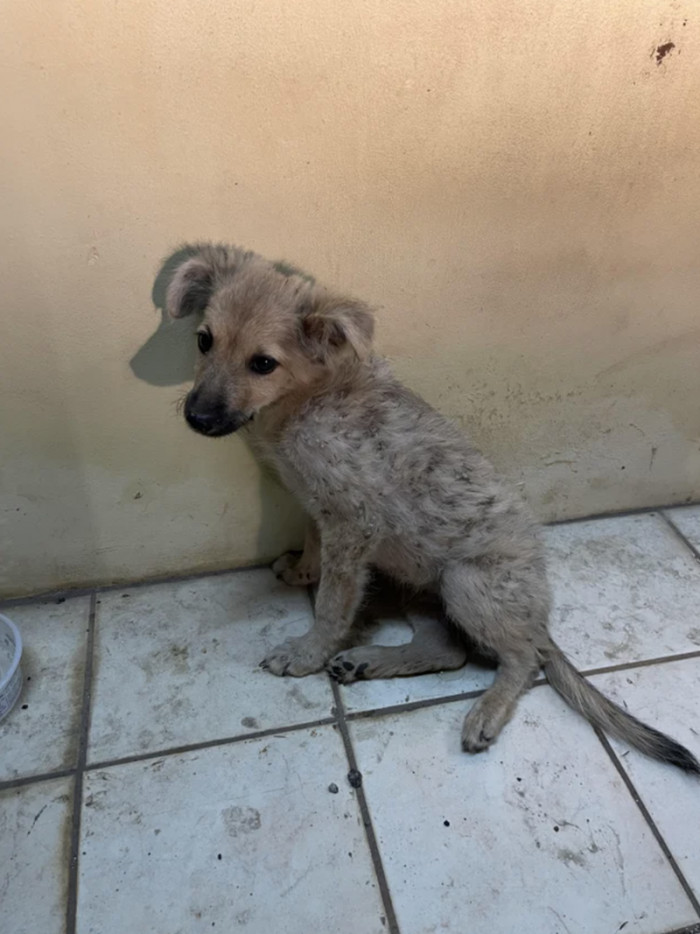 2. The beauty of rescue