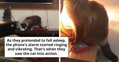 Sneaky Cat Thwarts Sao Paulo Woman's Morning Alarms