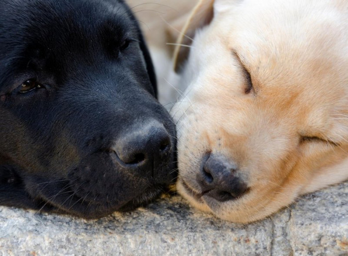 16. And when they fetch their toy but won't drop it. Stubborn.