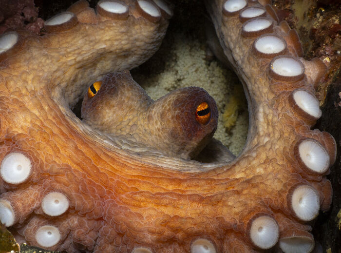 British Waters Macro, Category Winner: Mum By Tom Ingram