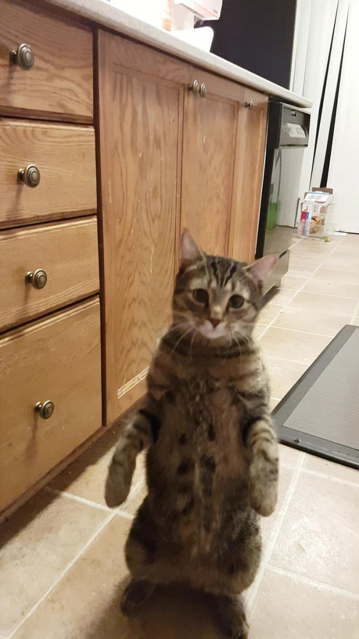 6. You know why I'm here, right, human? Good, now run off and get me my meal