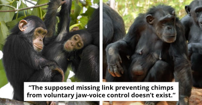 New Analysis of Vintage Footage Challenges What We Know About Chimp Speech