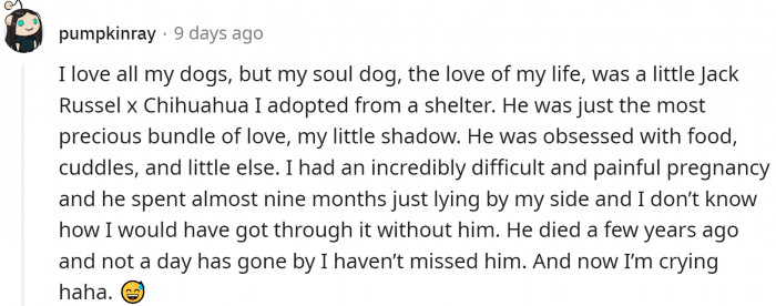 Jack Russell and Chihuahua mix - just imagine the energy