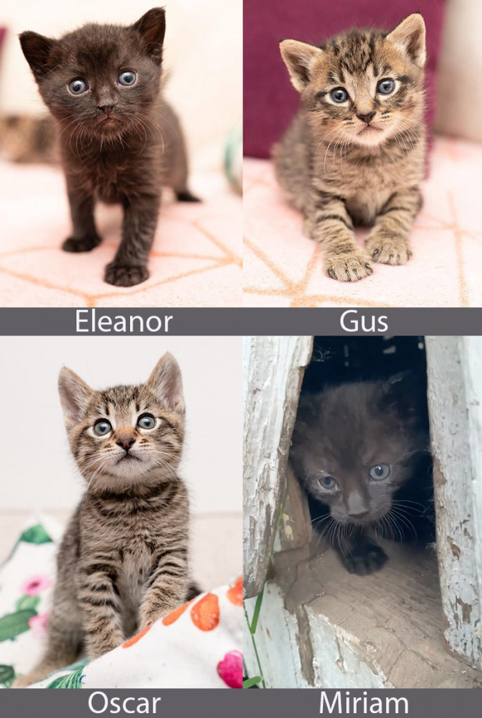 Bonus’s Adorable Siblings: Gus, Eleanor, Miriam, and Oscar. The boys, Gus and Oscar, are tabbies, while the girls are both pretty black and grey.